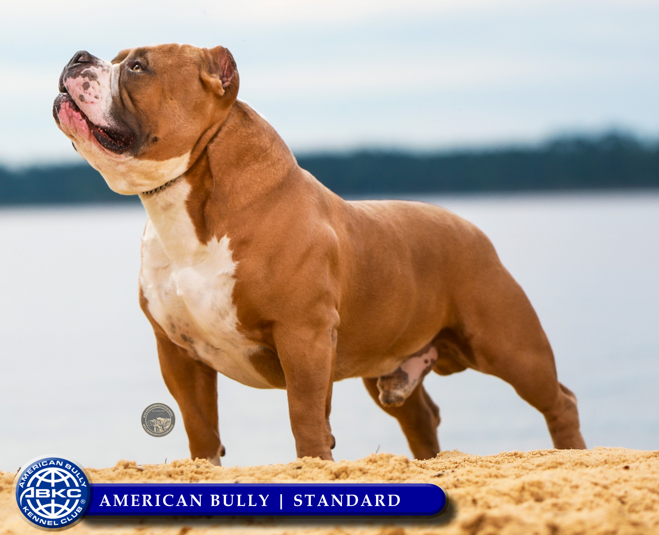 American Bully vs American Bulldog: What Are The Differences