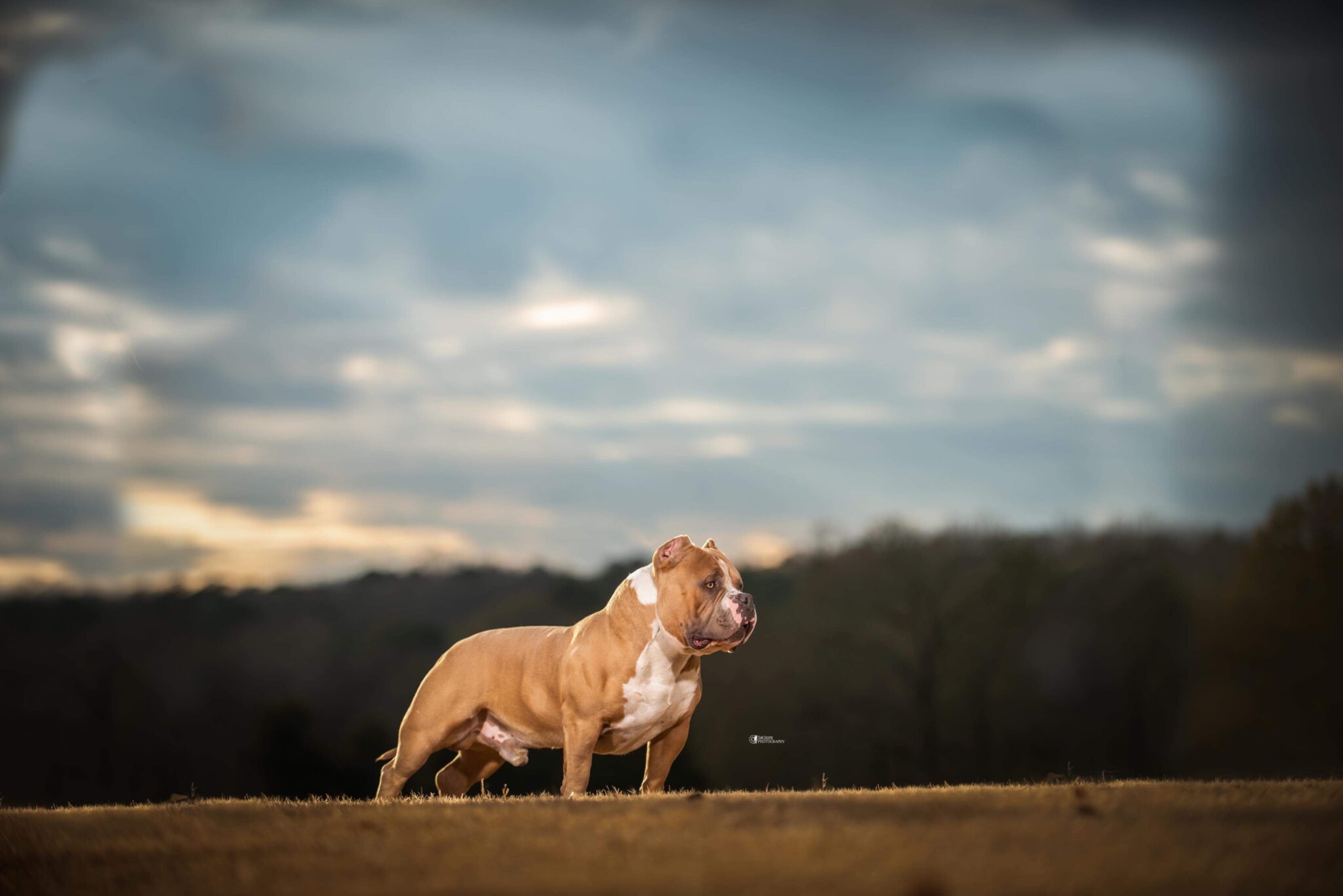 American Bully – THE AMERICAN BULLY KENNEL CLUB