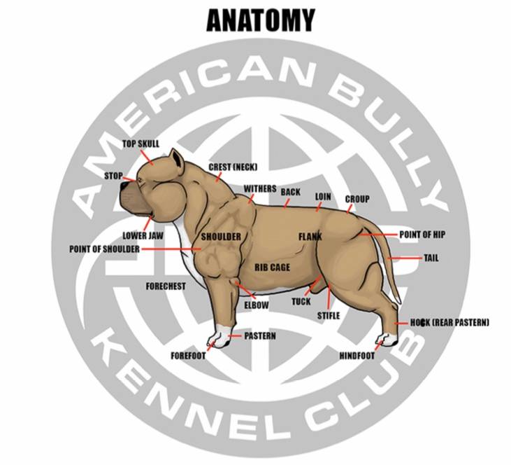 Anatomy of American Bully